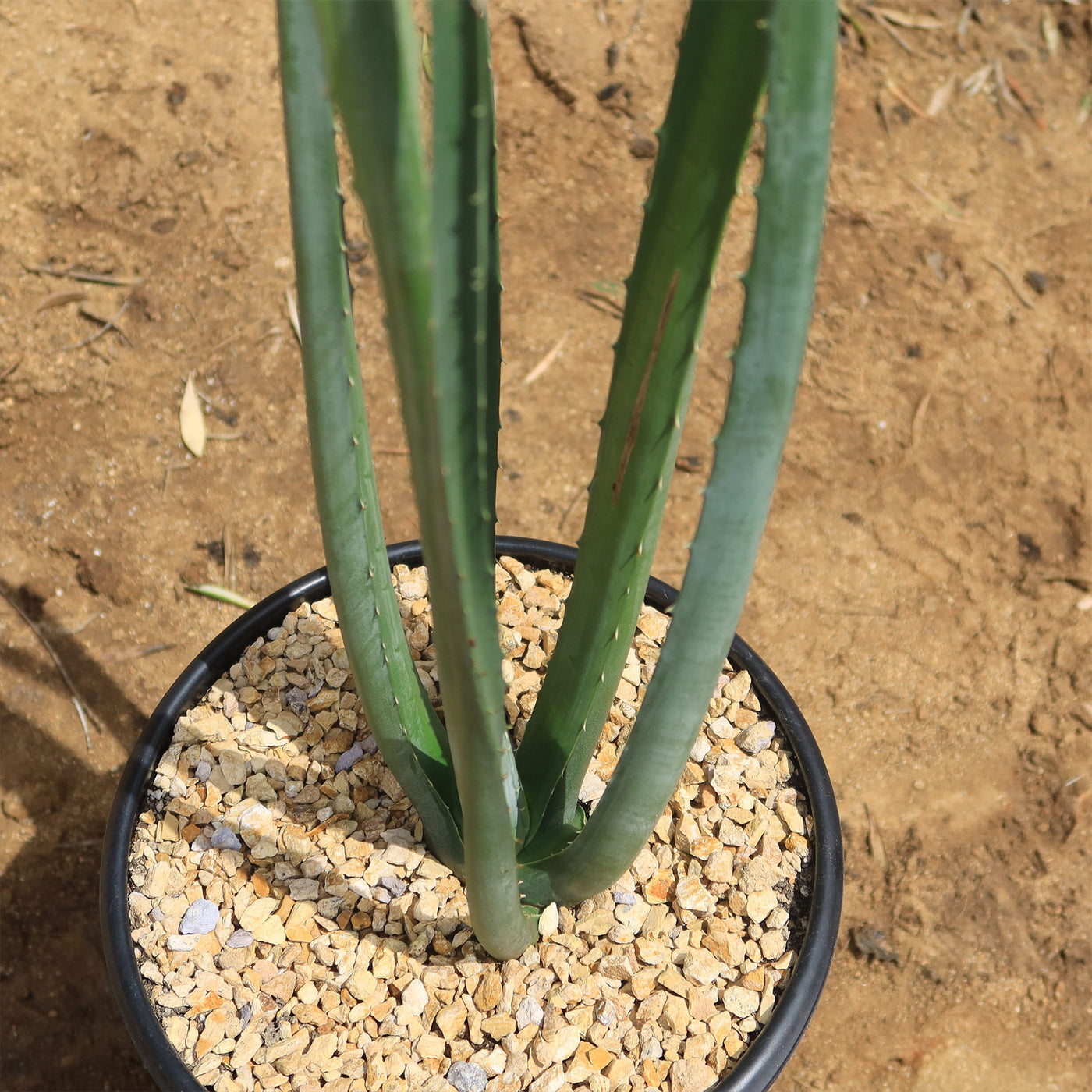 macdougallii succulent Shop 'Furcraea macdougallii' Care and Growing Guide
