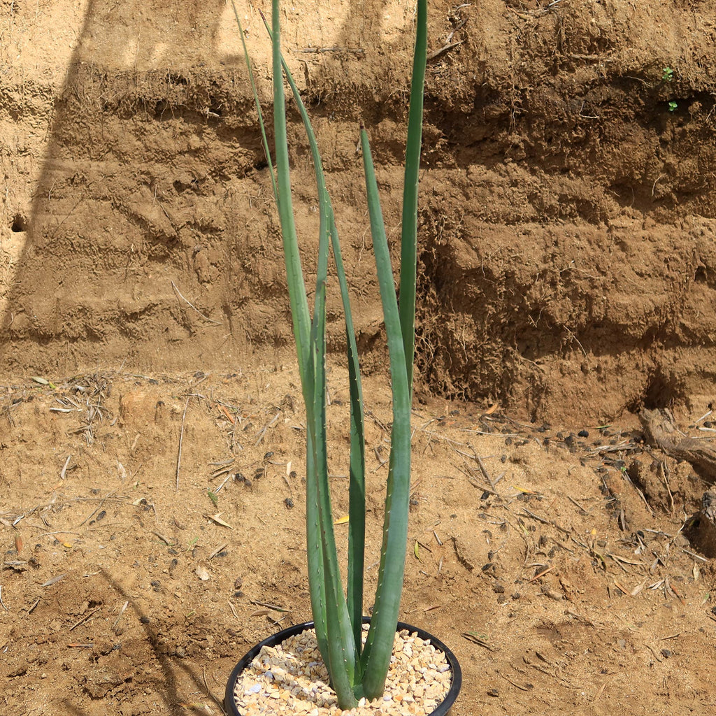 Furcraea macdougallii