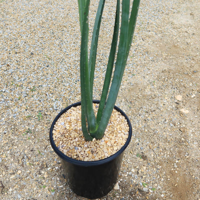 macdougallii succulent Shop 'Furcraea macdougallii' Care and Growing Guide