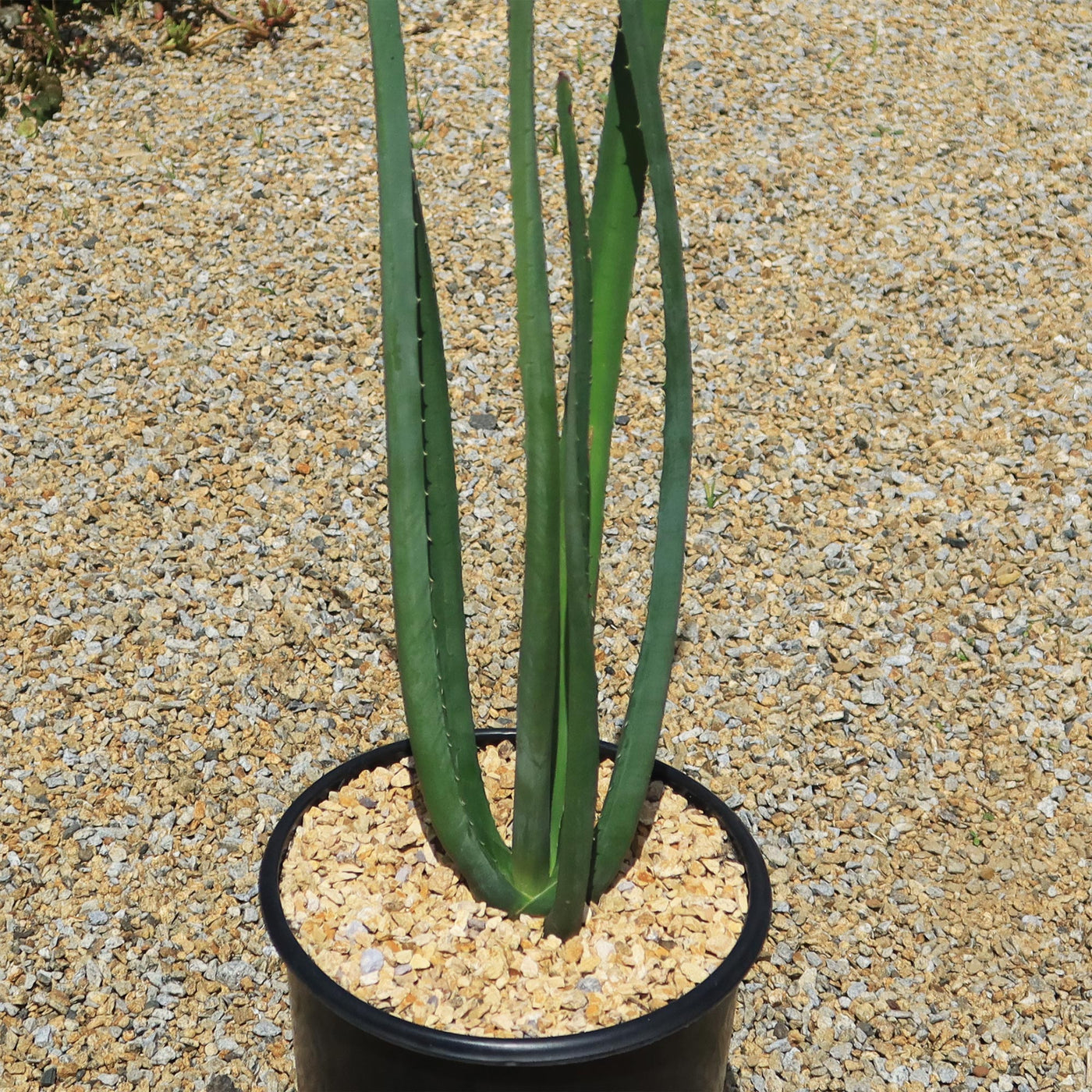 macdougalii succulent Shop 'Furcraea macdougallii' Care and Growing Guide