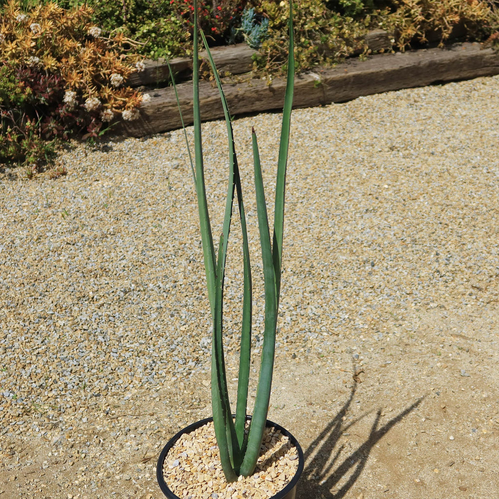 Furcraea macdougallii