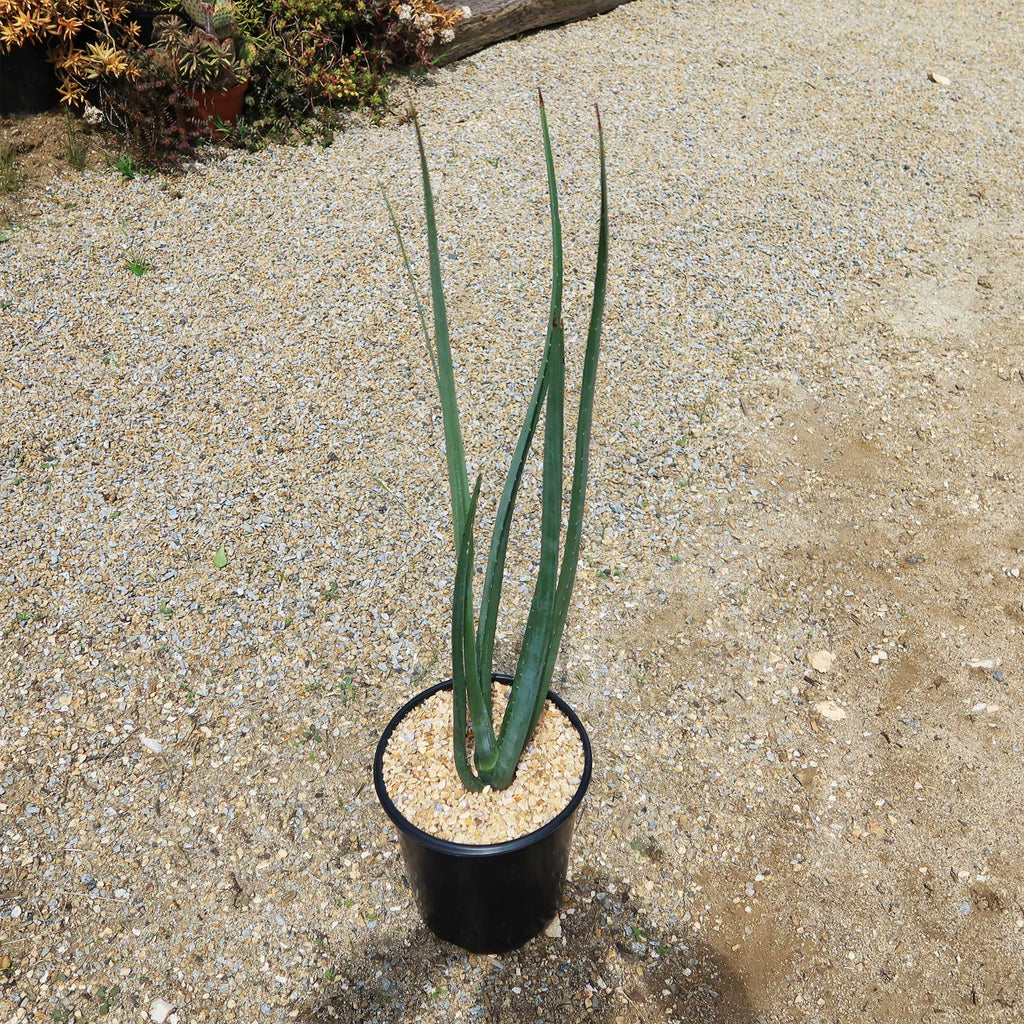 Furcraea macdougallii