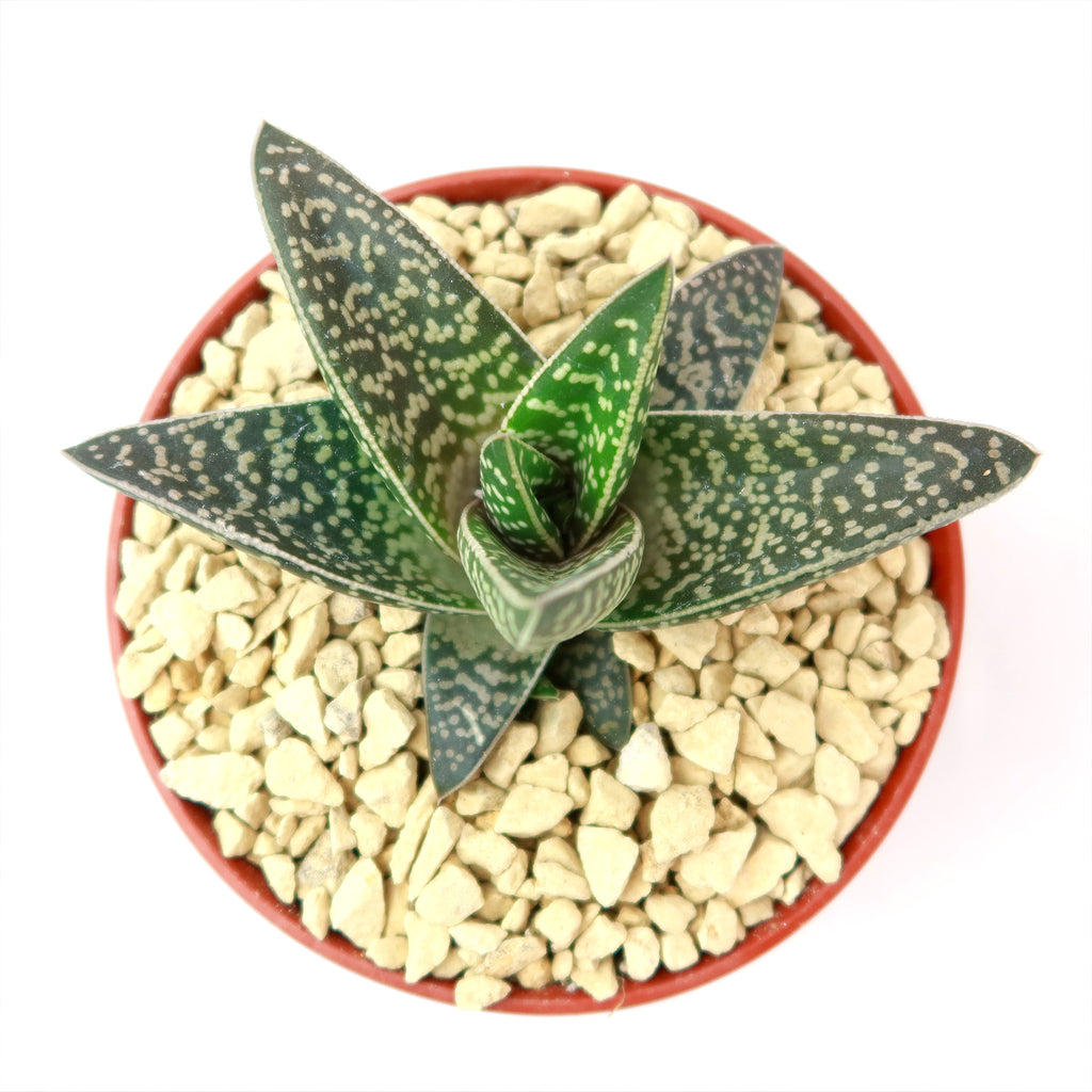 Gasteraloe Tiki Zilla