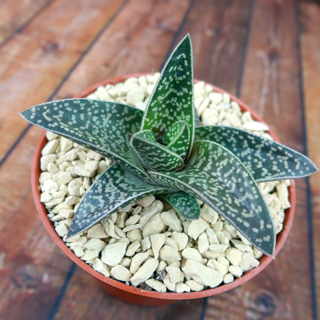 Gasteraloe Tiki Zilla