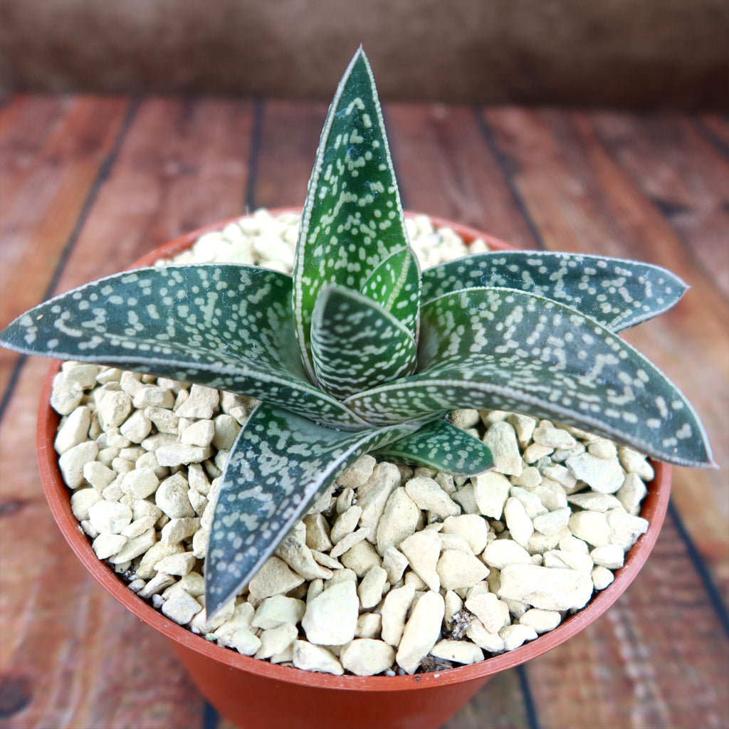 Gasteraloe Tiki Zilla