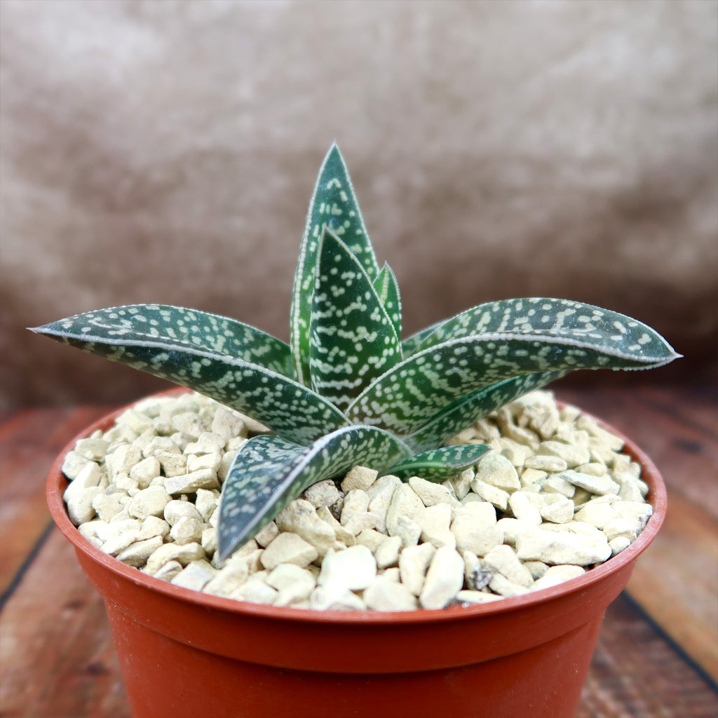 Gasteraloe Tiki Zilla