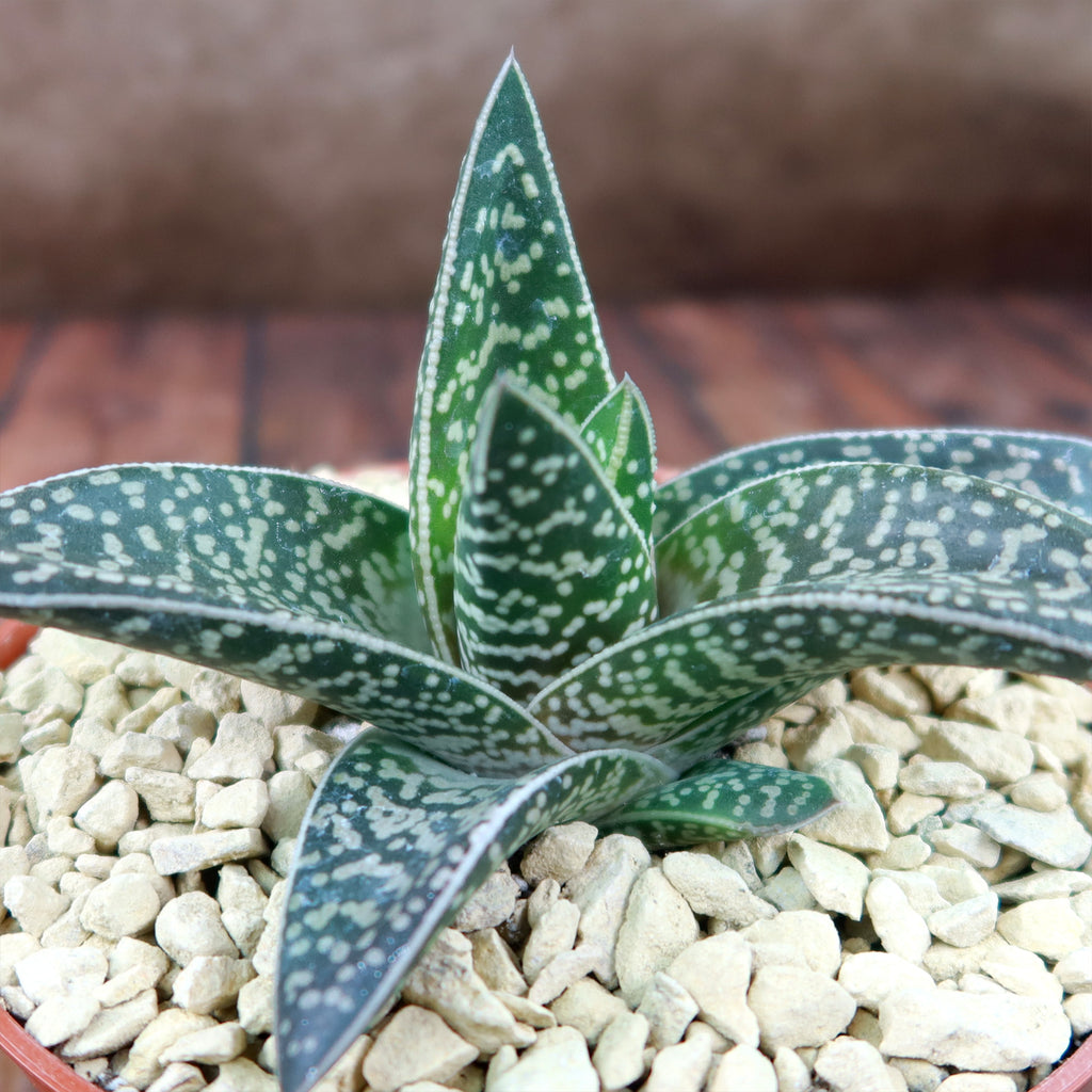 Gasteraloe Tiki Zilla