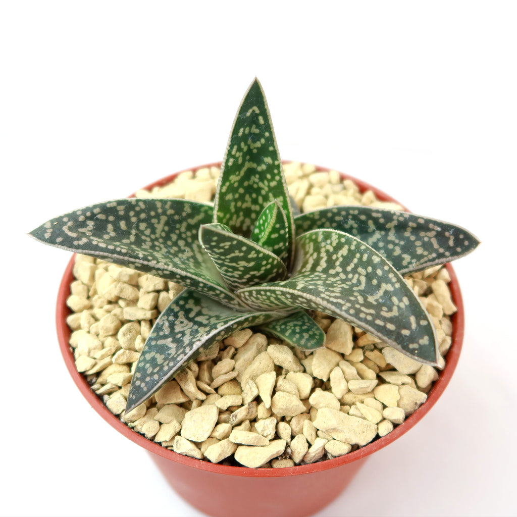 Gasteraloe Tiki Zilla