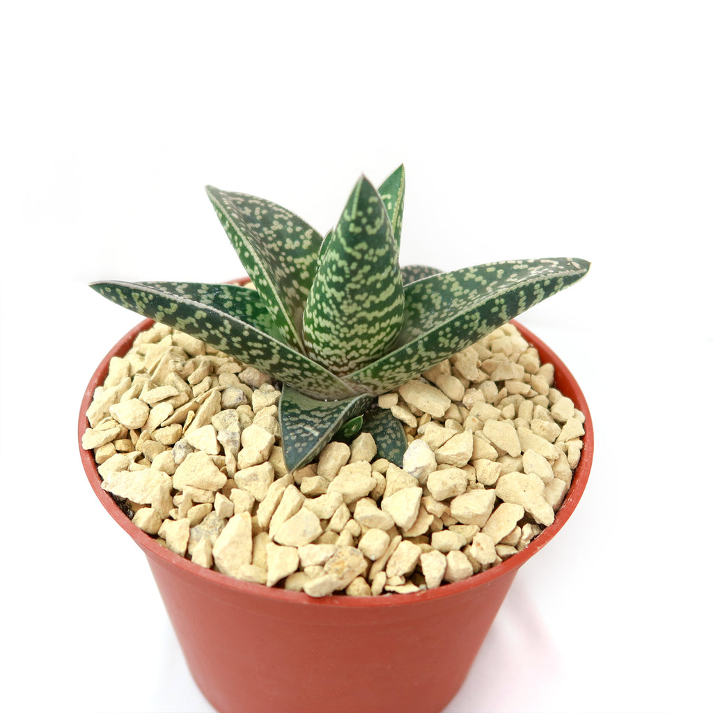 Gasteraloe Tiki Zilla