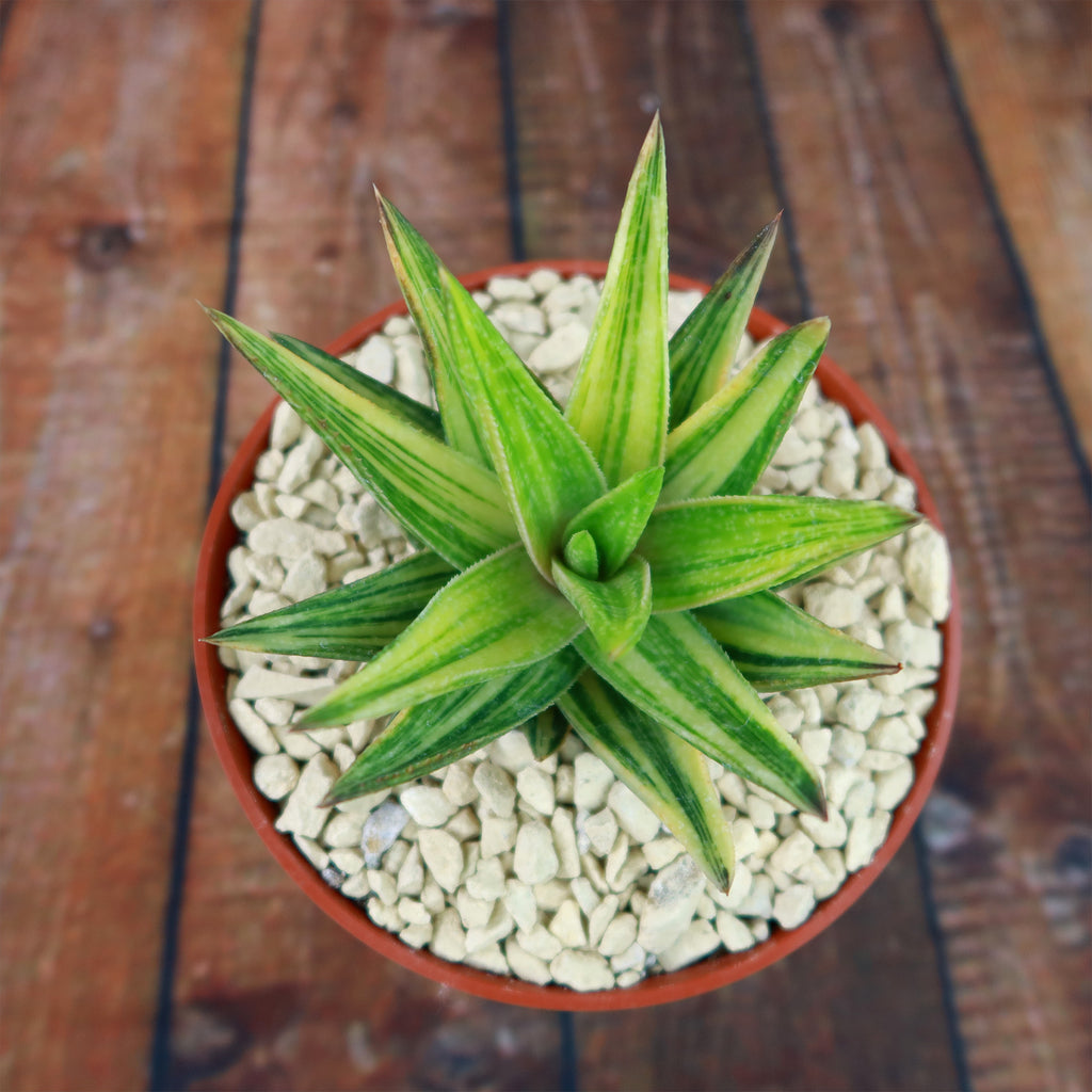 Gasteraloe variegata