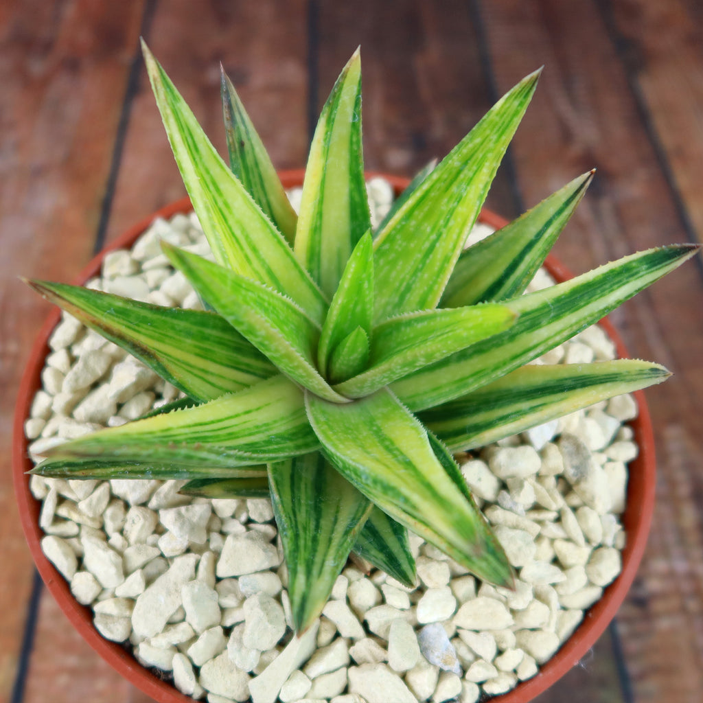 Gasteraloe variegata