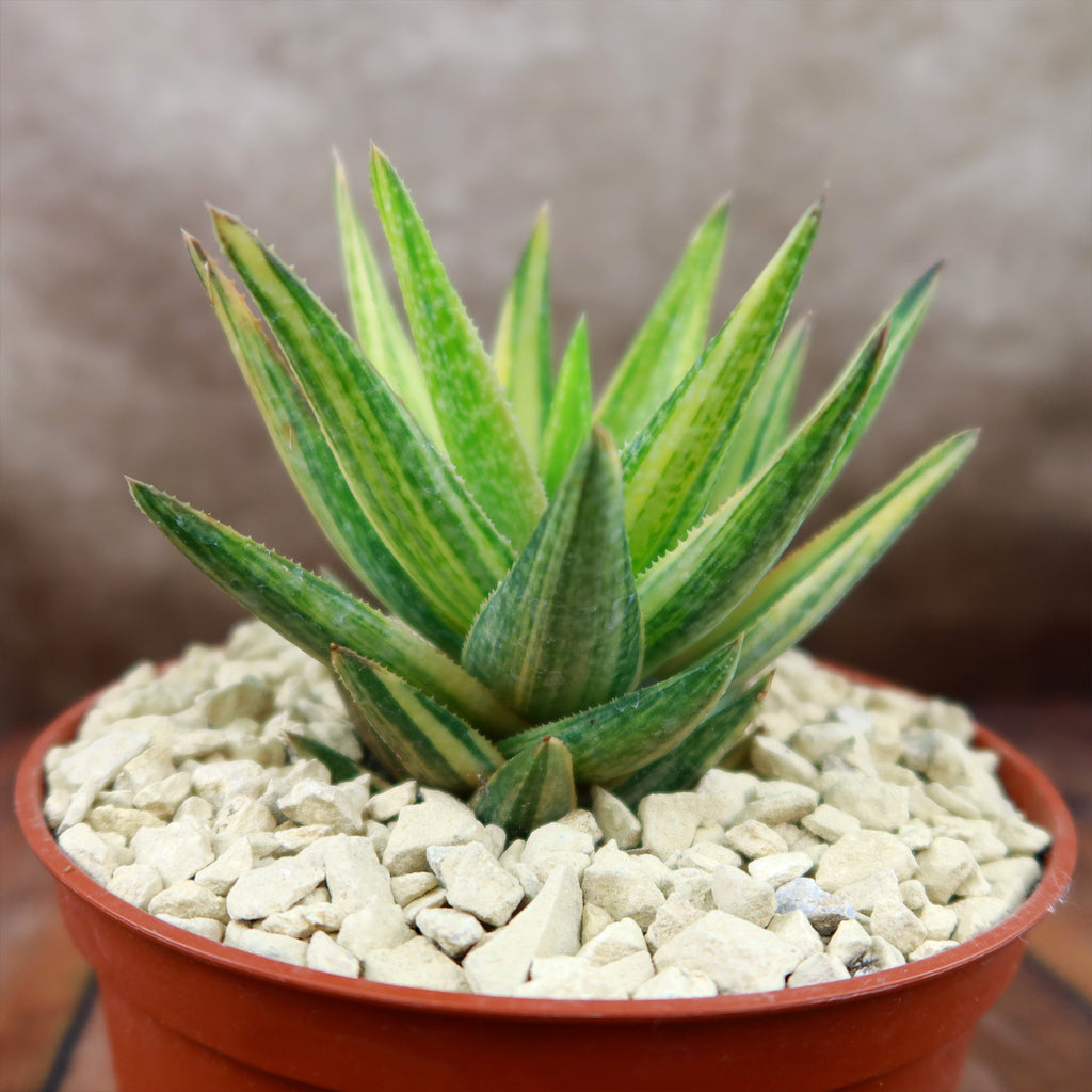 Gasteraloe variegata