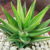 Gasteraloe variegata