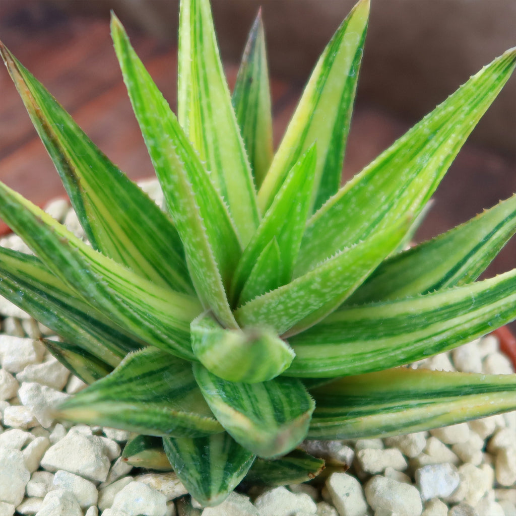 Gasteraloe variegata