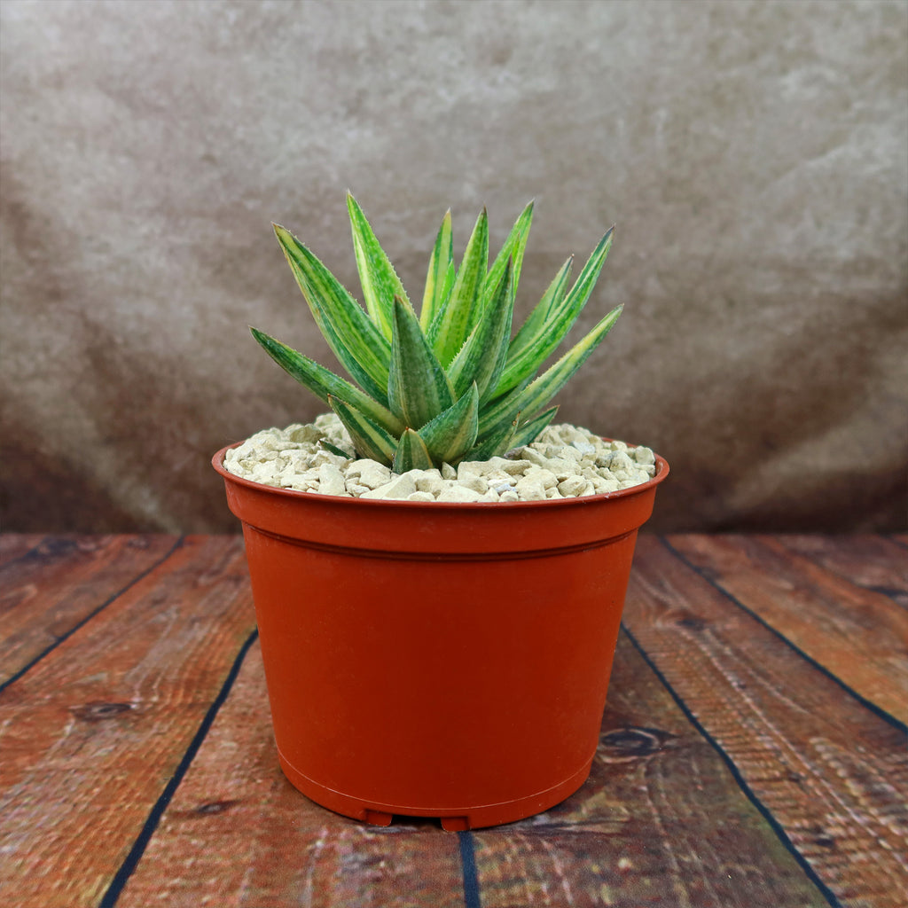 Gasteraloe variegata