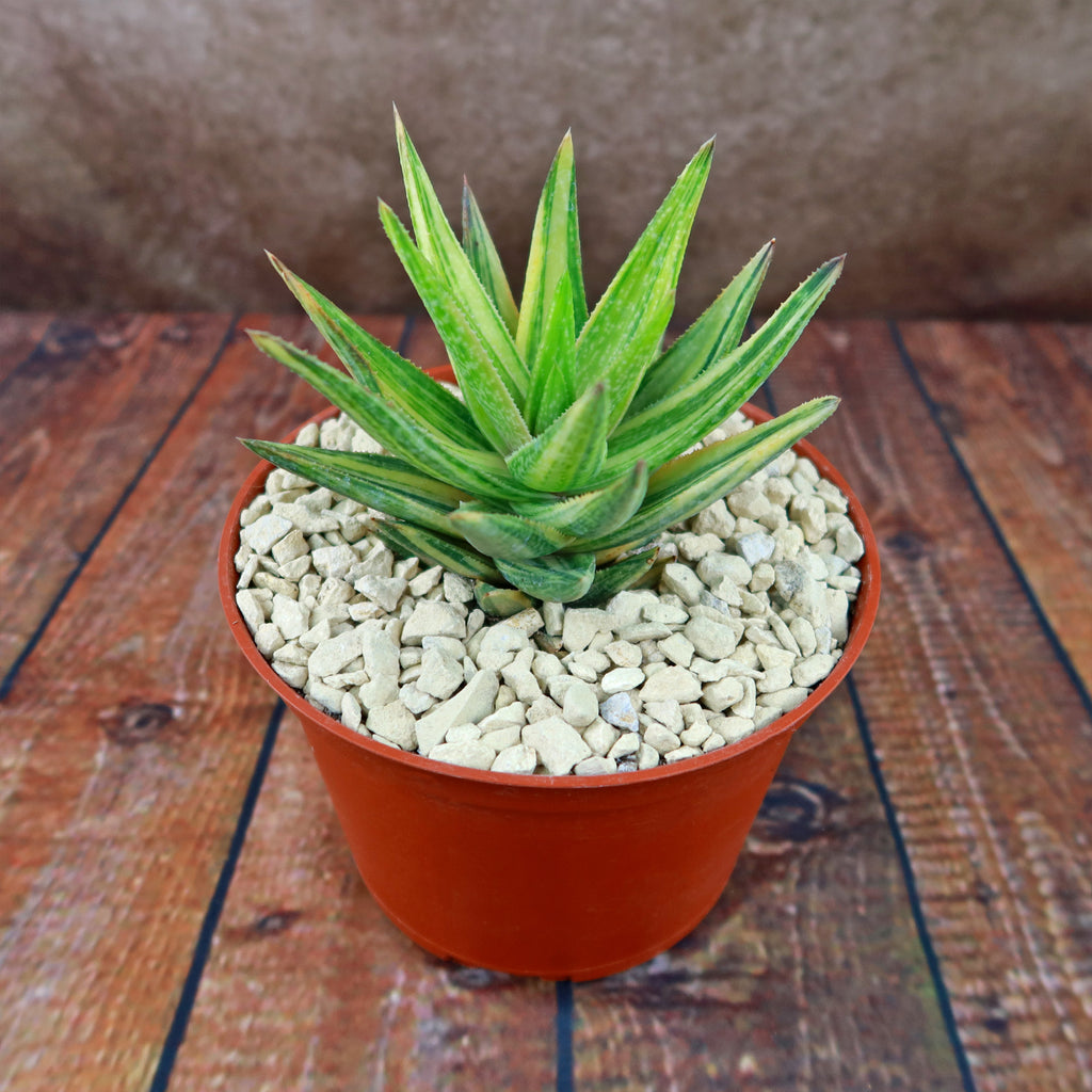 Gasteraloe variegata