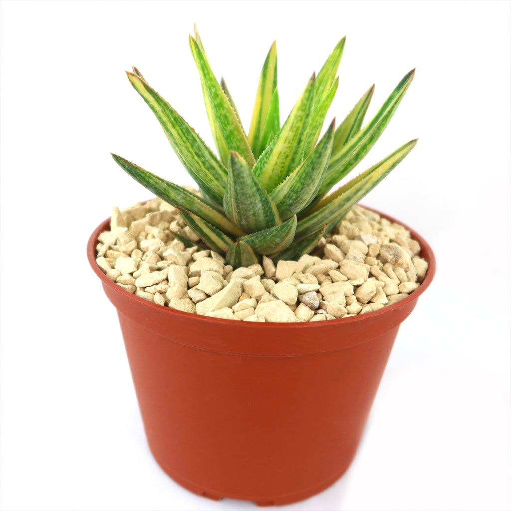 Gasteraloe variegata