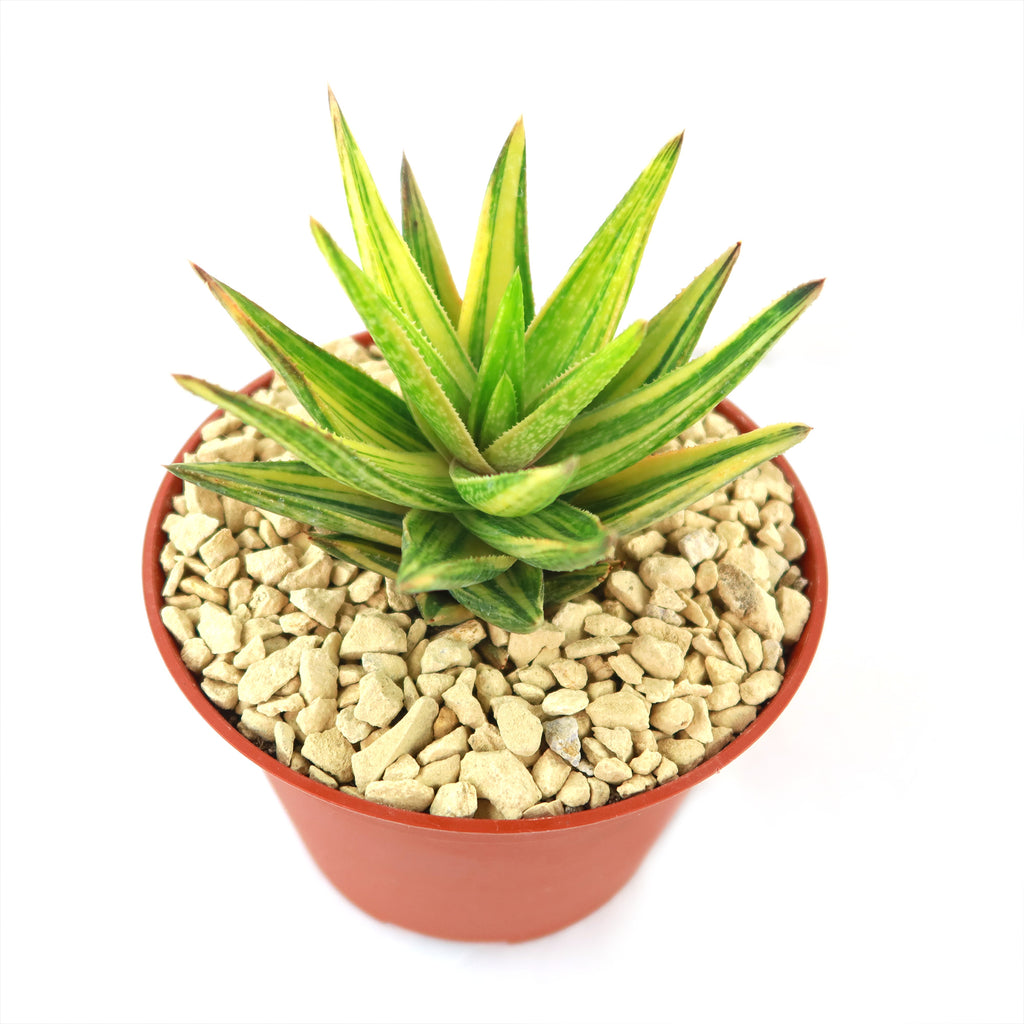 Gasteraloe variegata