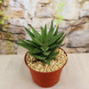 Gasteraloe " Green Gold "