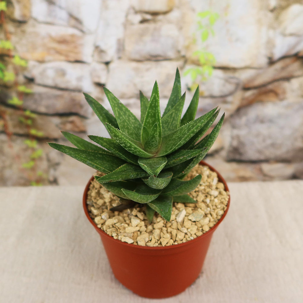 Gasteraloe " Green Gold "