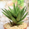 Gasteraloe " Green Gold "