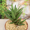 Gasteraloe " Green Gold "