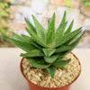 Gasteraloe " Green Gold "