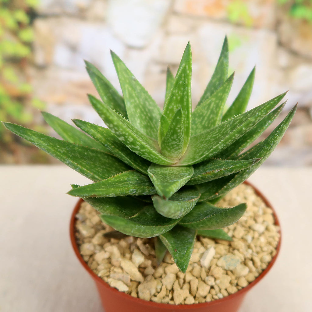 Gasteraloe " Green Gold "