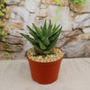 Gasteraloe " Green Gold "