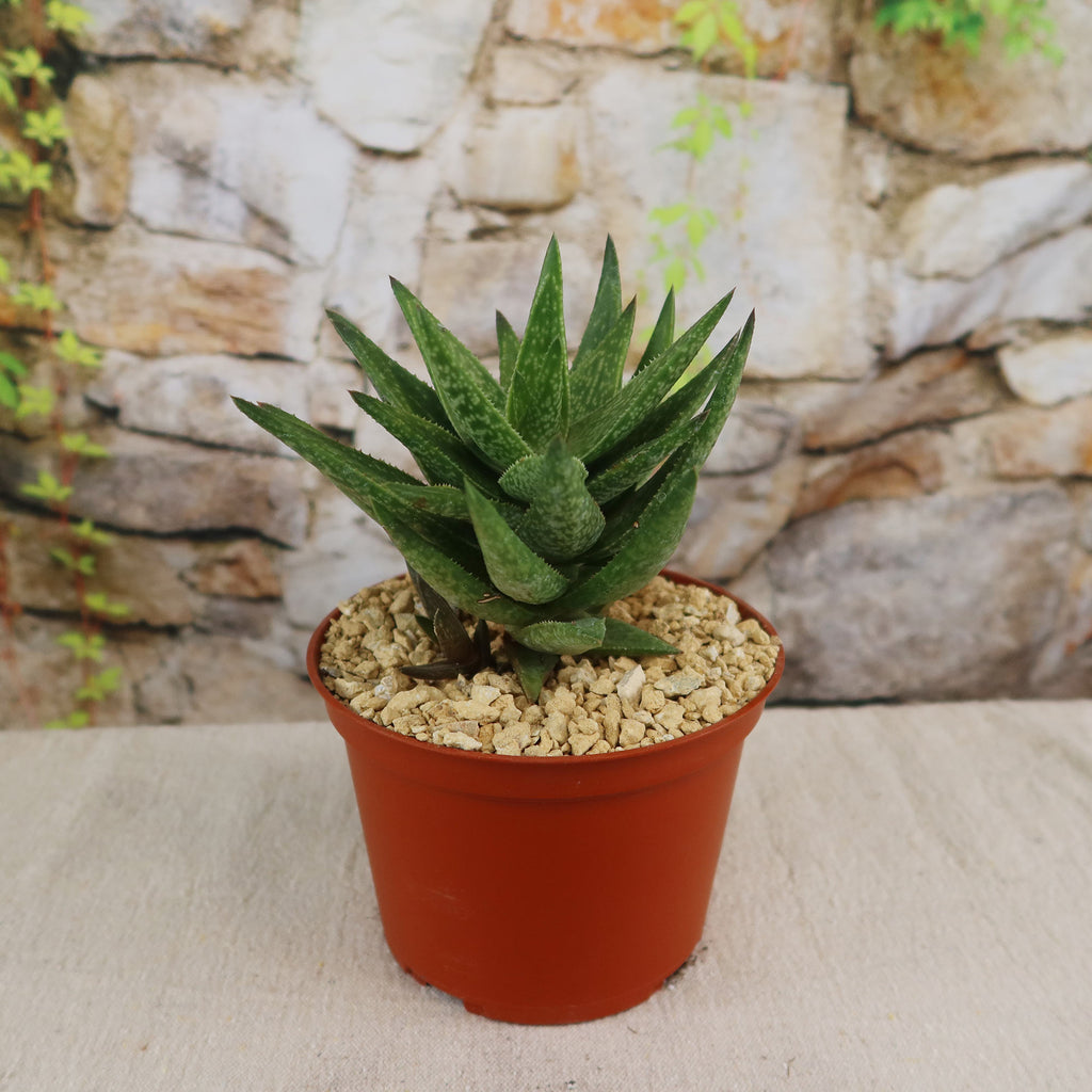 Gasteraloe " Green Gold "