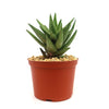 Gasteraloe " Green Gold "