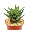 Gasteraloe " Green Gold "