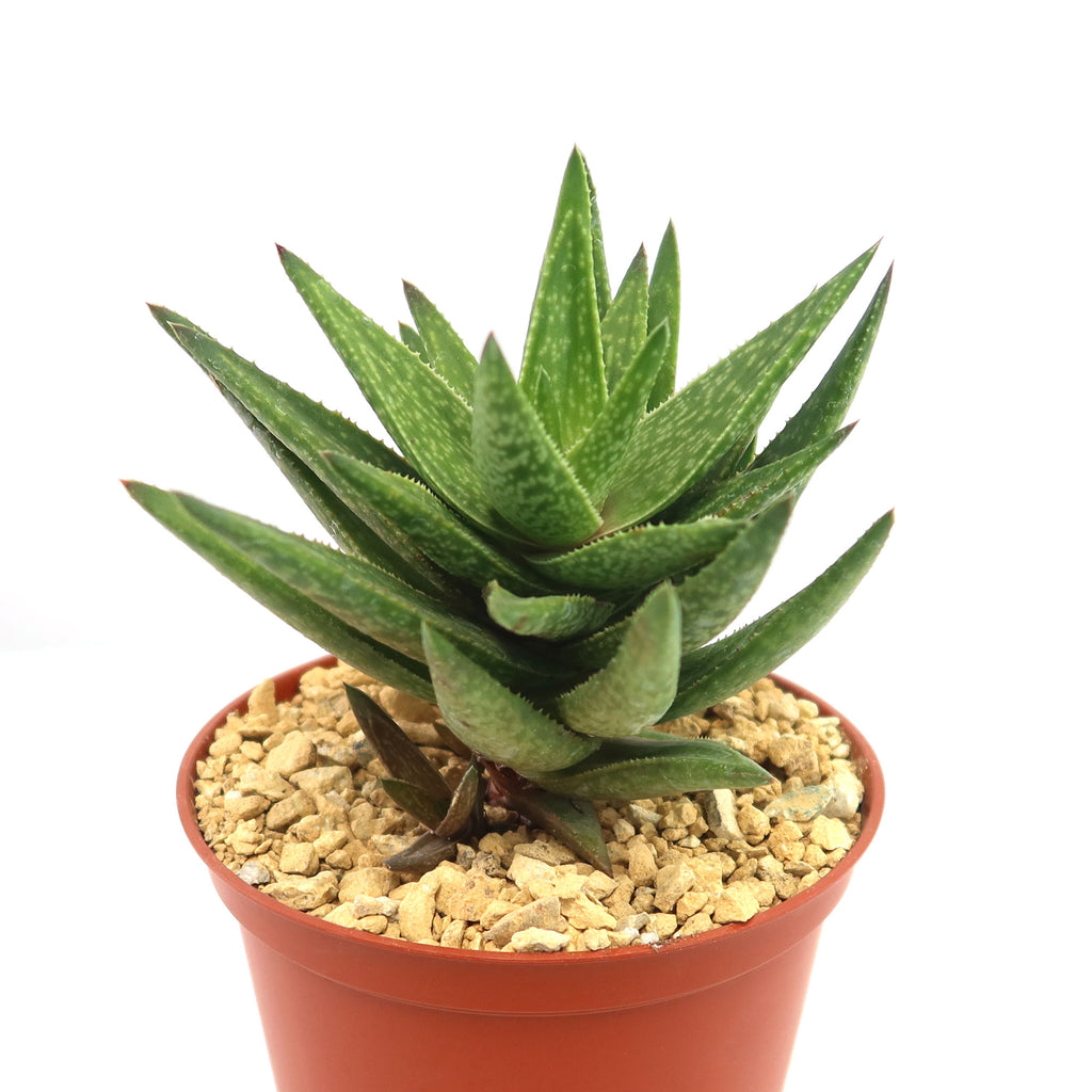 Gasteraloe " Green Gold "