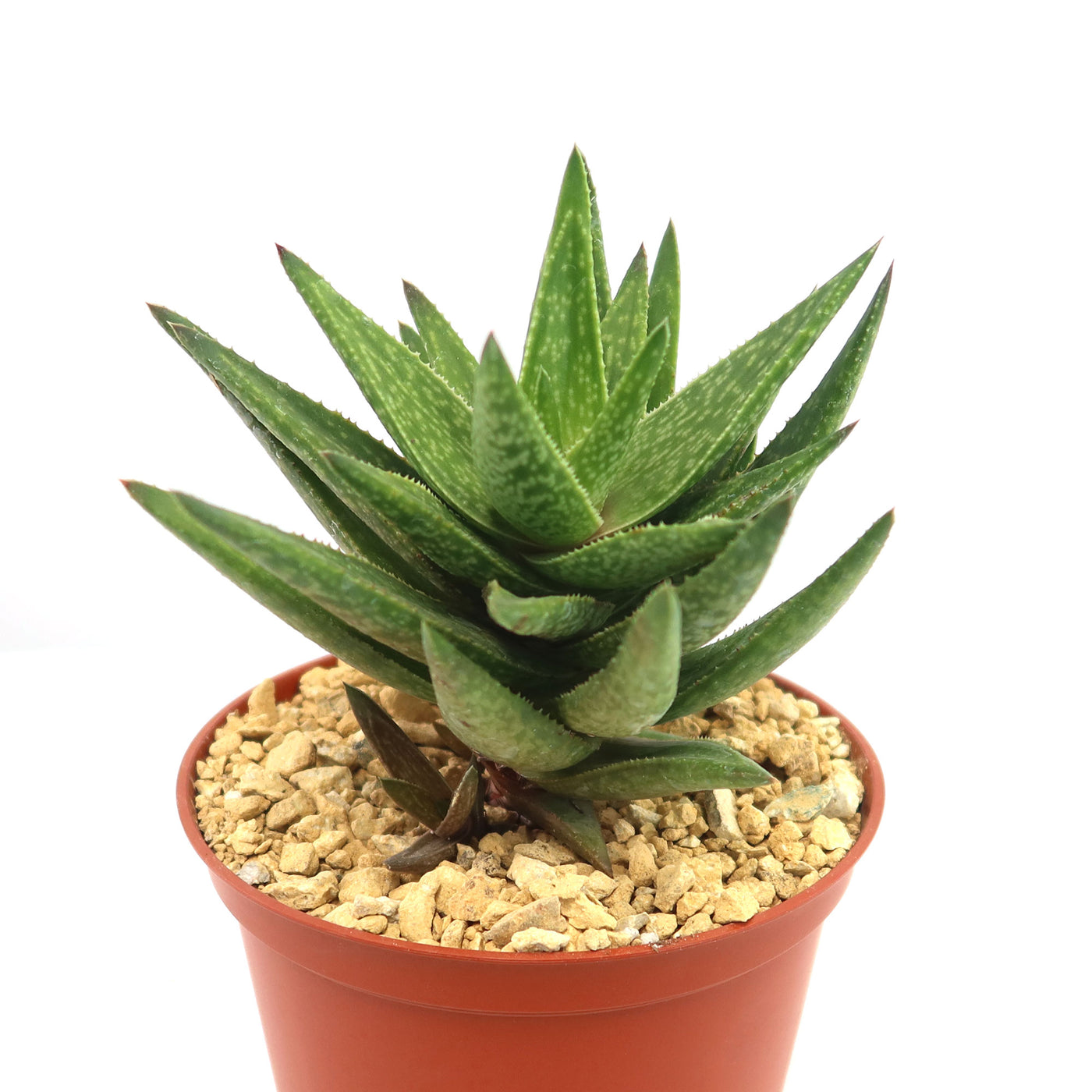 Easy-Care Gasteraloe 'Green Gold' | Shop Online | Planet Desert