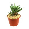 Gasteraloe " Green Gold "