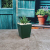 Gasteraloe ‘Spirit of 88’