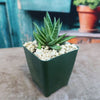 Gasteraloe ‘Spirit of 88’