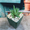 Gasteraloe ‘Spirit of 88’