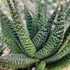 Gasteraloe Royal Highness