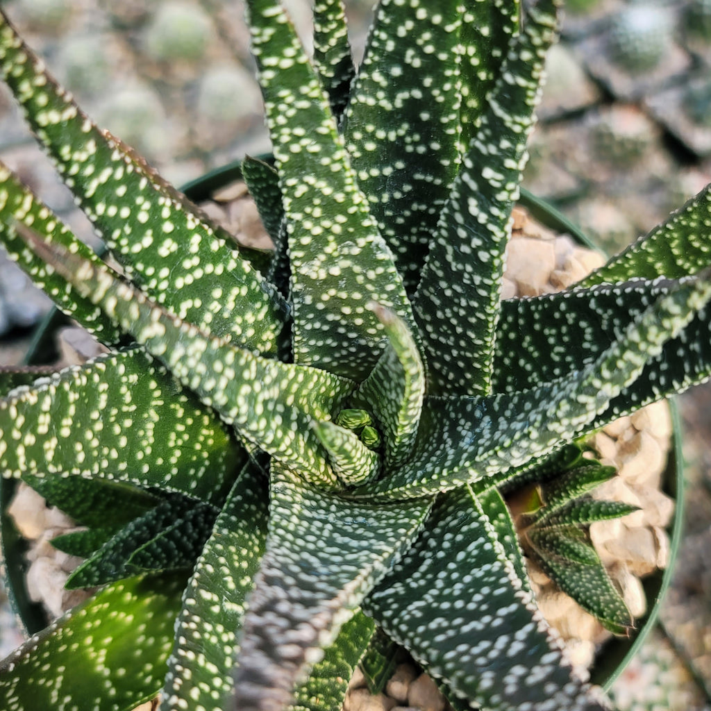 Gasteraloe Royal Highness