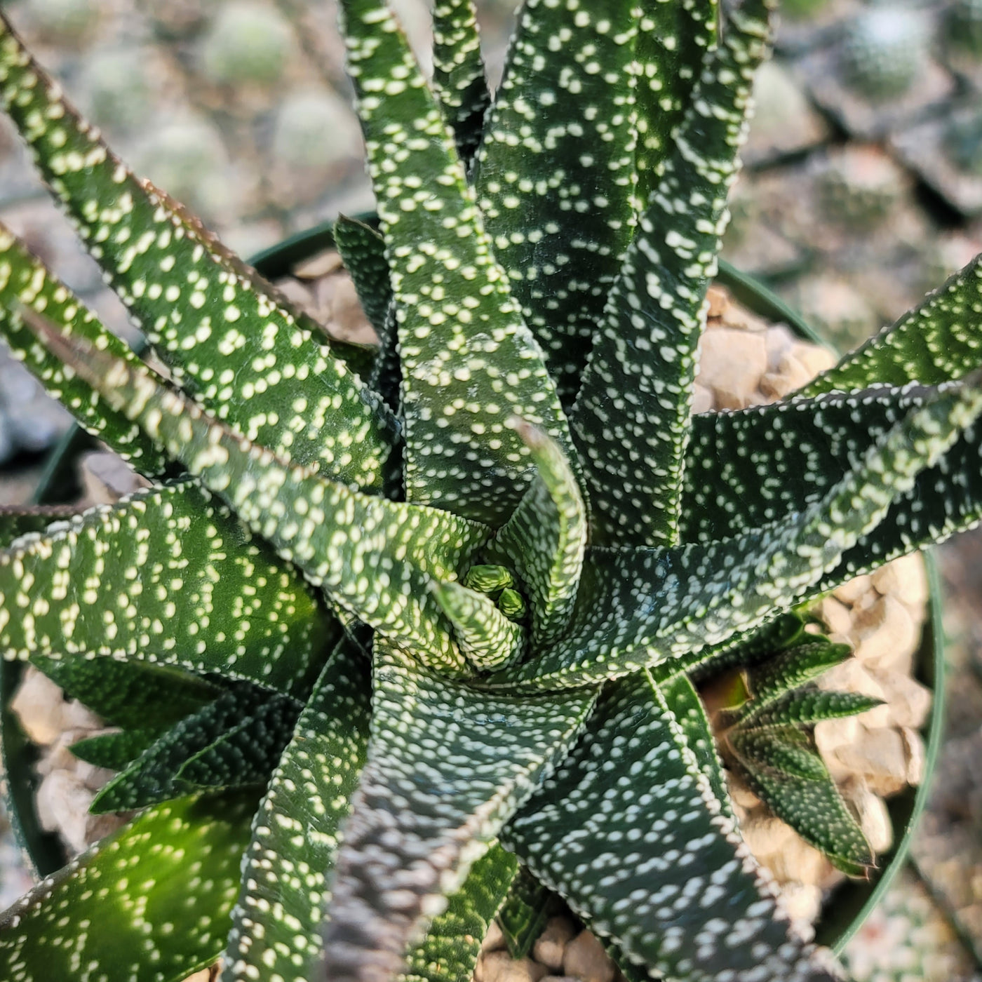 royal highness succulent Shop 'Gasteraloe Royal Highness' Care and Info