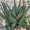 Gasteraloe Royal Highness