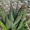 Gasteraloe Royal Highness