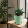 Gasteria Flow