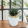 Gasteria Flow