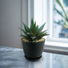 Gasteria Flow
