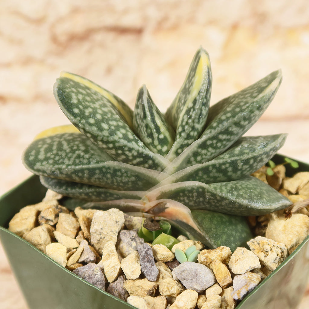 Gasteria gracilis variegata