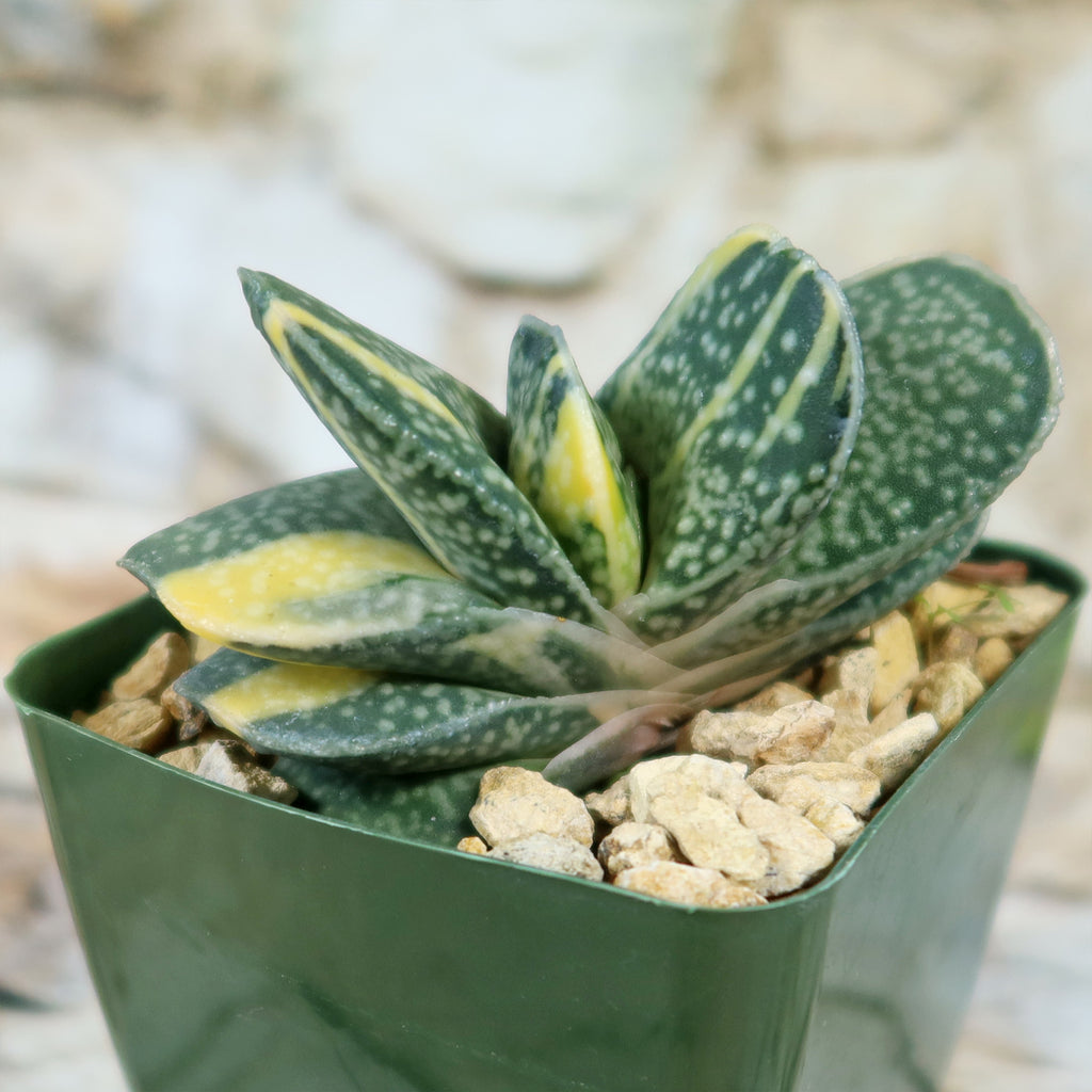 Gasteria gracilis variegata