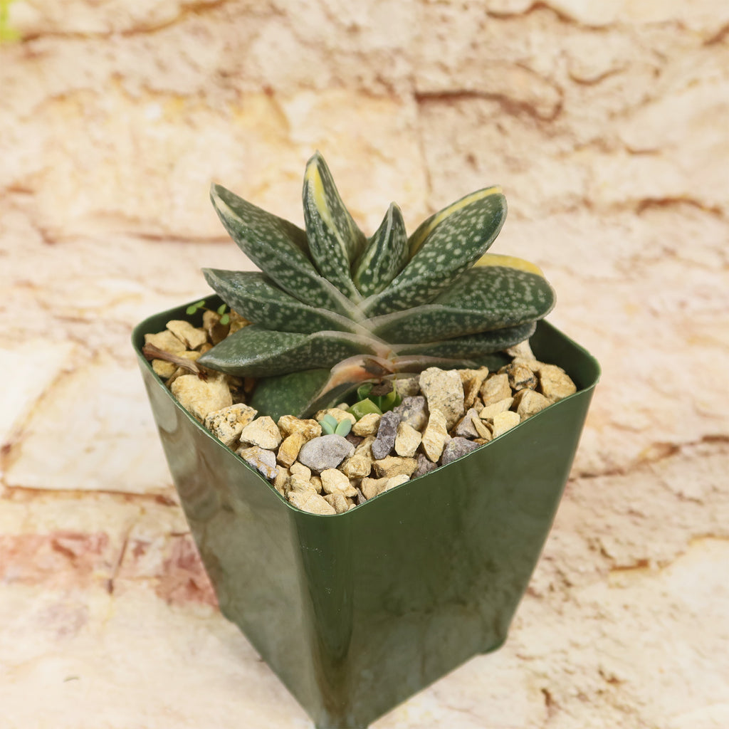 Gasteria gracilis variegata