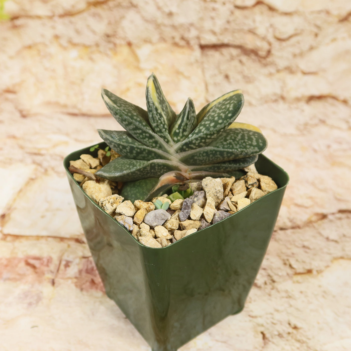 Shop 'Gasteria gracilis variegata' Care & Info